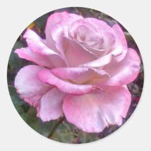 Single rosa Rosa Rose auf dem Aufkleber