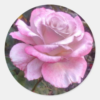 Single rosa Rosa Rose auf dem Aufkleber