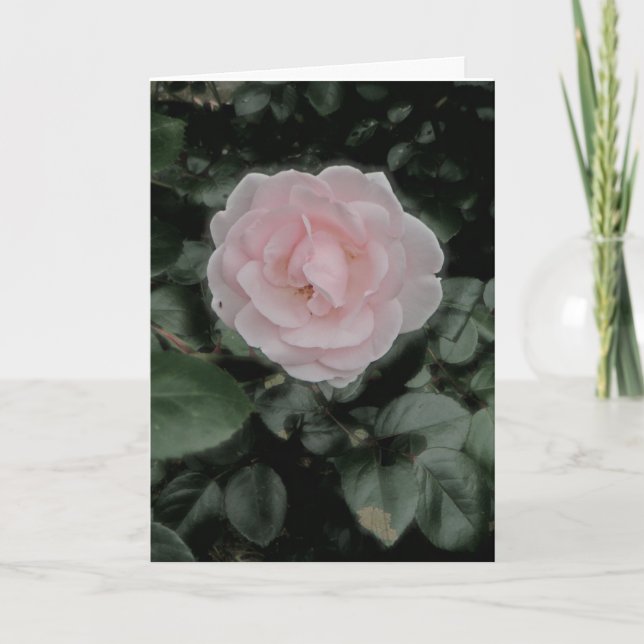 Single Rosa-Rose-Jubiläumskarte Karte (Vorderseite)