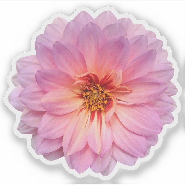 Single Rosa und Lila Zinnia-Blume Aufkleber (Vorderseite)