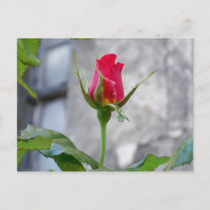 Single Rose Bud Postcard Postkarte