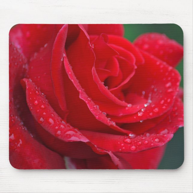 Single rote Rose blüht Mousepad (Vorne)