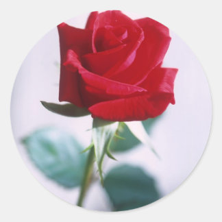 Single Rote Rose Blume Runder Aufkleber
