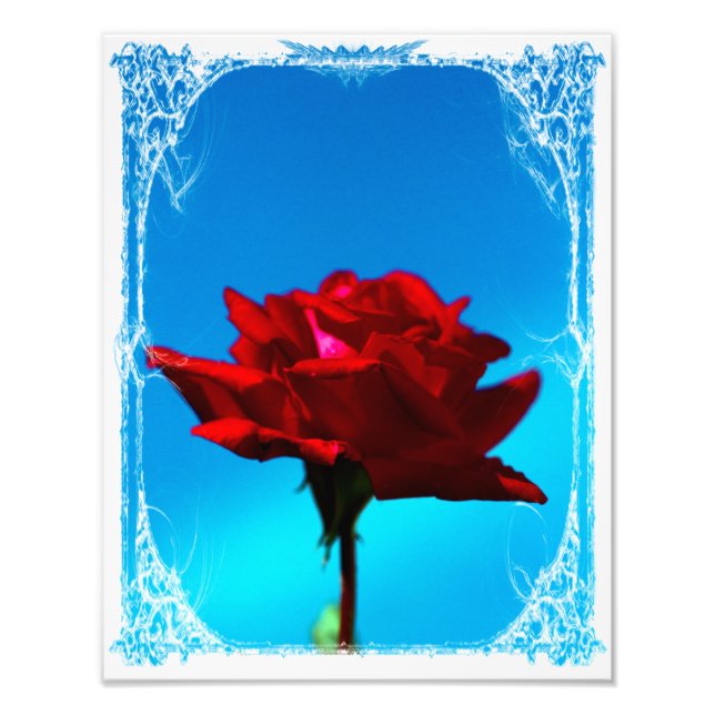 Single rote Rose Fotodruck (Vorne)