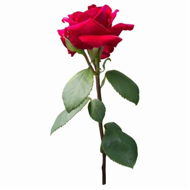Single rote Rose Freistehende Fotoskulptur (Vorne)