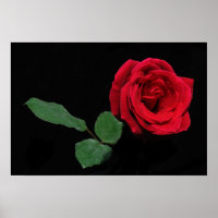 Single Rote Rose