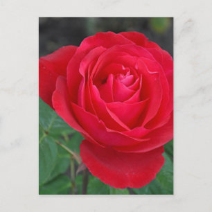 Single rote Rose Postkarte