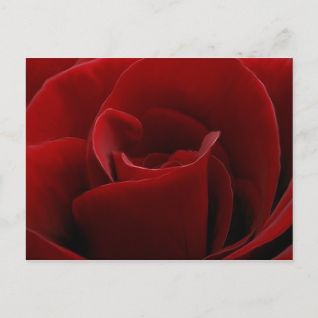 Single Rote Rose Postkarte (Vorderseite)