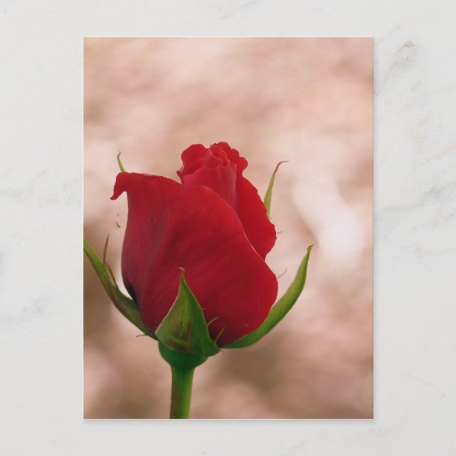 Single Rote Rose Postkarte (Vorderseite)