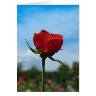 Single Rote Rose und Blue Sky