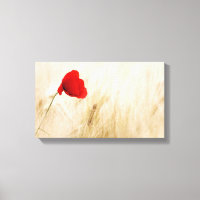 Single Roter Mohn auf einem grasbewachsenen Feld