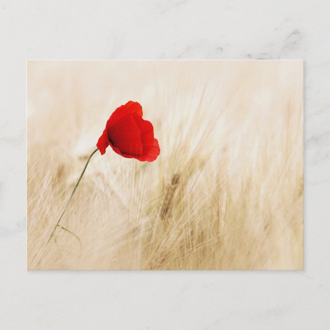 Single Roter Mohn auf einem grasbewachsenen Feld Postkarte (Vorderseite)