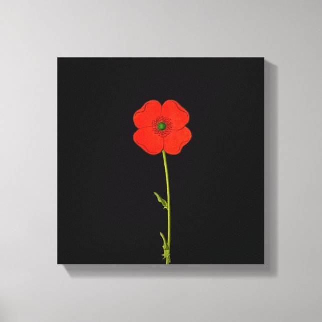 Single Roter Mohn Blume auf der Leinwand (Vorderseite)