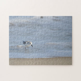 Single Sandpiper walking on beach 