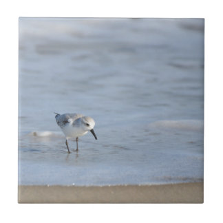 Single Sandpiper walking on beach  Fliese