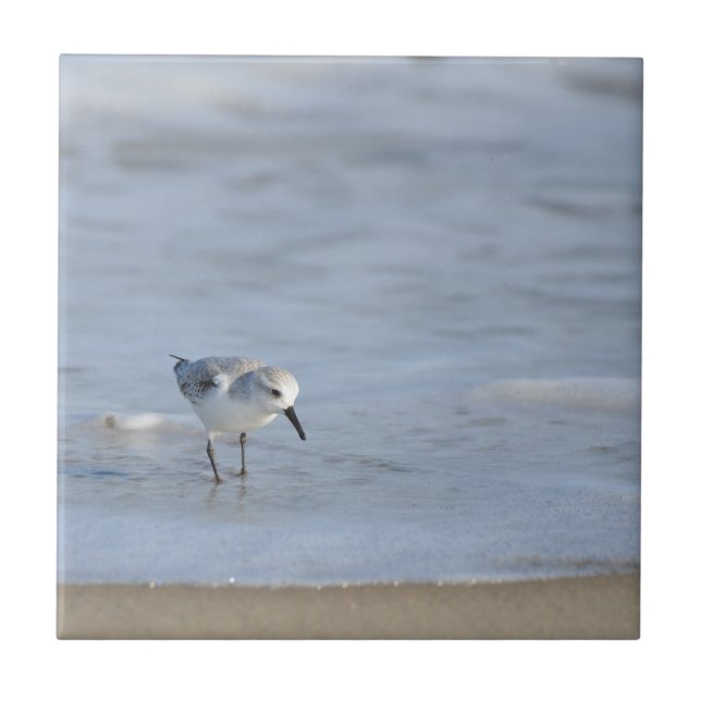 Single Sandpiper walking on beach  Fliese (Vorderseite)
