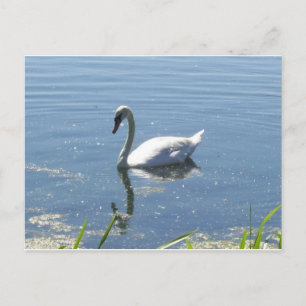 Single-Schwan-Postkarte Postkarte