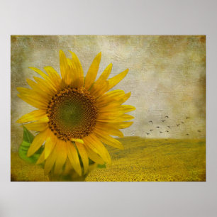 Single Sonnenblume auf Sonnenblumenweide Poster