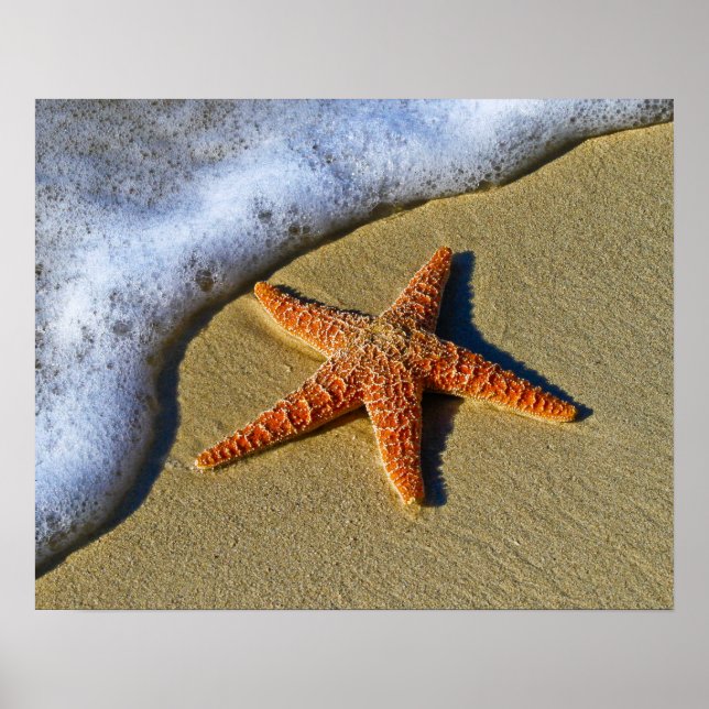 Single Starfish am Strand Poster (Vorne)