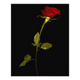 Single Stem Rose Fotodruck