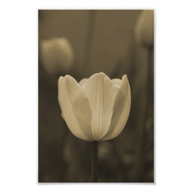 Single Tulip Blumenfotografie Druck Sepiaton (Vorne)