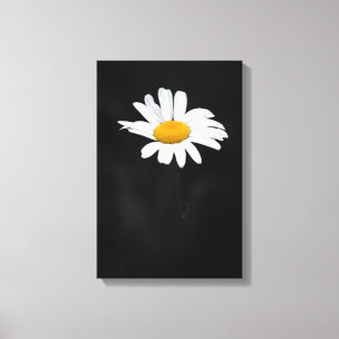 Single-weiße und gelbe Gänseblümchen-Blume auf Leinwanddruck