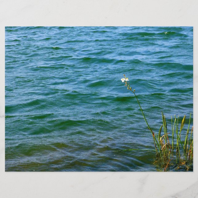 Single Weißer Blume Wasserteich (Vorderseite)