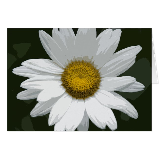 Single White Daisy (Vorderseite (Horizontal))