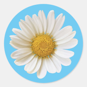Single White Daisy auf Sky Blue Runder Aufkleber