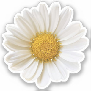 Single White Daisy Aufkleber