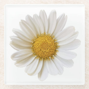 Single White Daisy Glass Untersetzer