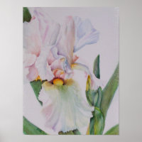 Single White Iris