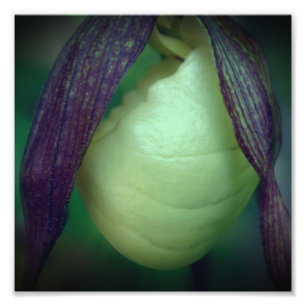 Single White Lady Slipper Orchid Blume 8x8 Fotodruck