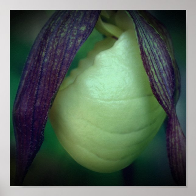 Single White Lady Slipper Orchid Blume Nah Poster (Vorne)