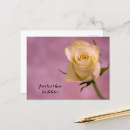 Single White Rose Postcard Postkarte