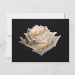 Single White Rose Postkarte