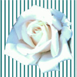 Single White Rose Skulptur Freistehende Fotoskulptur<br><div class="desc">Dieser Single White Rose Design aus Zazzle und Elisabeth's Creative Continuits zeichnet sich durch einen Single weiße Rose aus. Es ist auch mit einem Single gelb Rose, einem Single rote Rose, oder ein Single rosa Rosa. Rote Rosen symbolisieren Liebe und Leidenschaft, Gelbe Rosen symbolisieren Freundschaft, rosa Rosen symbolisieren Bewunderung oder...</div>