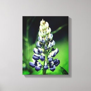 Single Wild Lila Lupine Blume Leinwanddruck
