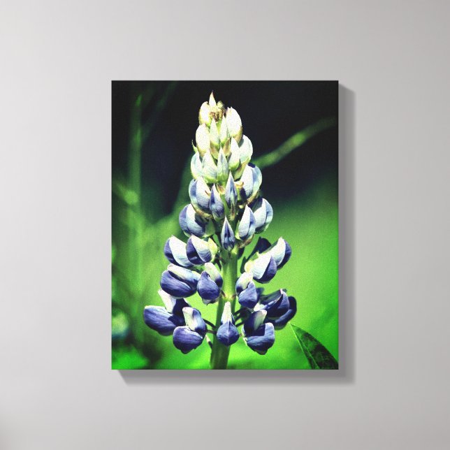 Single Wild Lila Lupine Blume Leinwanddruck (Vorderseite)
