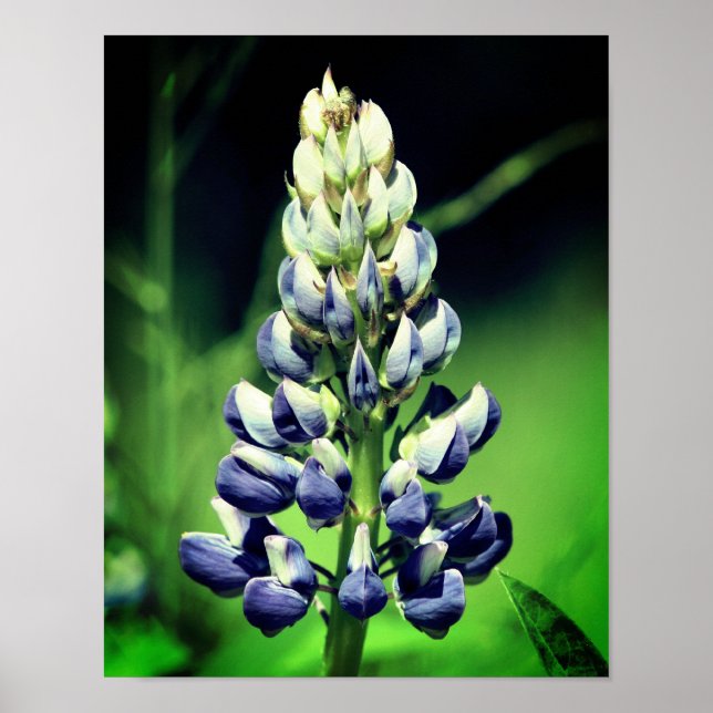 Single Wild Lila Lupine Blume Poster (Vorne)