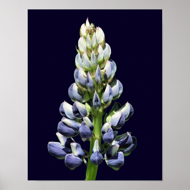 Single Wild Lila Lupine Blume Poster (Vorne)