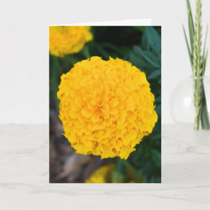Single Yellow Marigold Grußkarte Karte