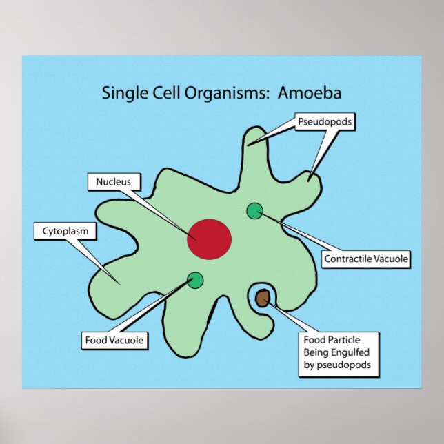 Single-Zell-Organismen: Amoeba Poster (Vorne)