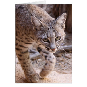 SingleBobcat