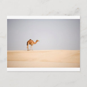 Singlekamel auf arabischen Sanddünen Postkarte