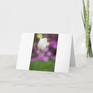 Singleweißtulpe Karte