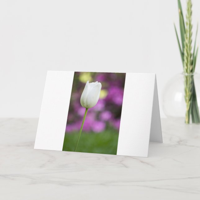 Singleweißtulpe Karte (Vorderseite)