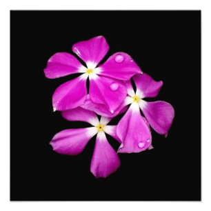 'Singrün-Blumen nach Rainfall Fotodruck