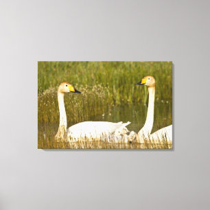 Singschwan-Paar mit Küken in Island. Leinwanddruck