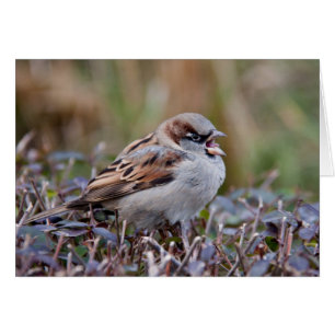 Singvogel